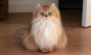 Как выбрать сухой корм для кошки?