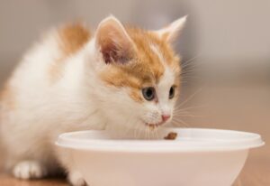 Какой корм Аллева выбрать для кошек с заболевания почек?