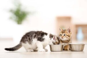 Можно ли кормить котёнка кормом Аллева для взрослых кошек?