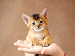 Можно ли кормить котёнка кормом Аллева для взрослых кошек?