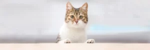 Чем отличаются диетические корма для кошек Аллева от повседневных?