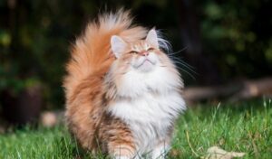 Корм Alleva для стерилизованных кошек. Обзор