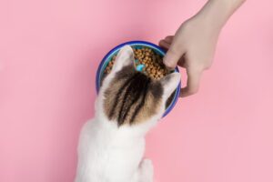 Что делать, если котенок не ест: возможные причины и решения