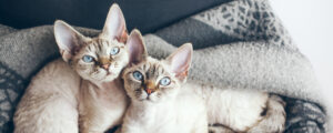 Как выглядит хороший корм для кошек?