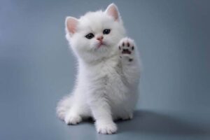 Что делать, если котенок не ест: возможные причины и решения