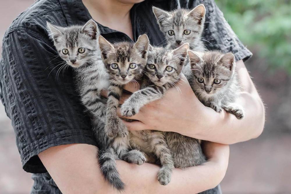 Можно ли кормить котёнка кормом Аллева для взрослых кошек?