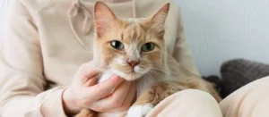 Холлистики Аллева для кошек. Что это такое и зачем они нужны?