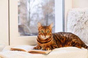 Чем отличаются диетические корма для кошек Аллева от повседневных?