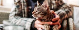 Как отучить кошку драть мебель?